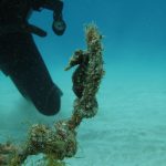 Cyprus Marine Life