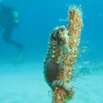 Cyprus Marine Life