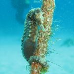 Cyprus Marine Life